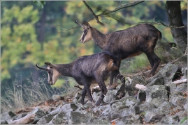 <p>KAMZÍK HORSKÝ (Rupicapra rupicapra) Lužické hory - Studenec, 9/2016 / Chamois / Gämse</p>